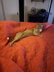 Lost Female Cat last seen Jerome St between Northfield and Dartmouth, Oak Park, MI 48237
