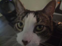 Reunited Female Cat last seen Hungary road, Henrico County, VA 23294