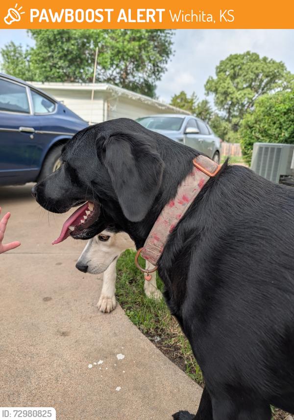 Found/Stray Female Dog last seen Wildwood and Everett, Wichita, KS 67217