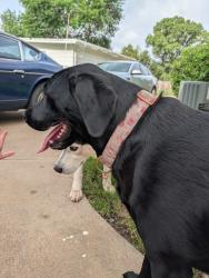 Found/Stray Female Dog last seen Wildwood and Everett, Wichita, KS 67217