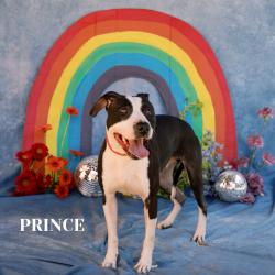 Shelter Stray Male Dog last seen , Philadelphia, PA 19140