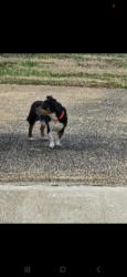 Lost Male Dog last seen Overbrook drive , Gaffney, SC 29341