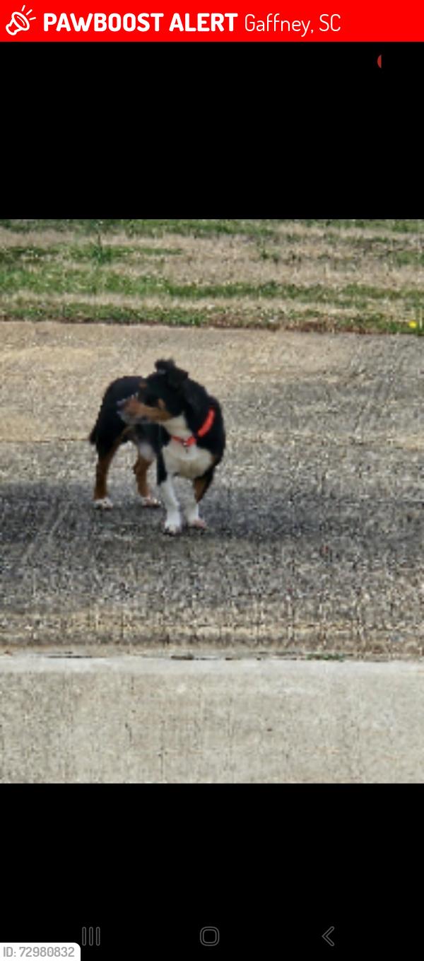 Lost Male Dog last seen Overbrook drive , Gaffney, SC 29341