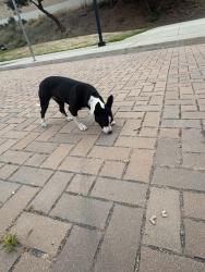 Found/Stray Unknown Dog last seen Park, on clark and Palm. Right off the 91 fwy, Bellflower, CA 90706