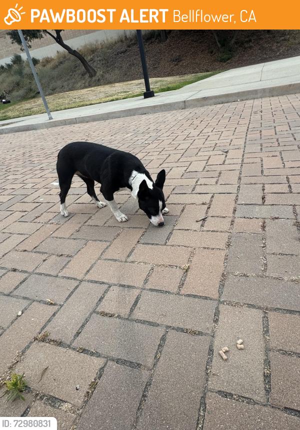 Found/Stray Unknown Dog last seen Park, on clark and Palm. Right off the 91 fwy, Bellflower, CA 90706