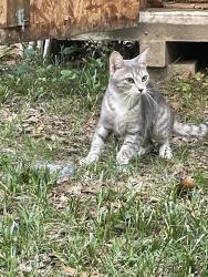 Found/Stray Female Cat last seen Noble and Westwood, Richmond, VA 23222