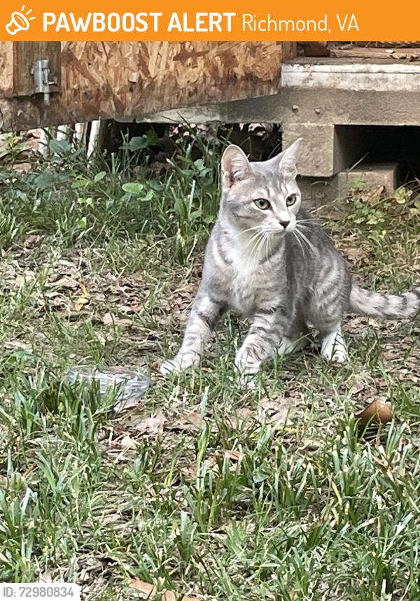 Found/Stray Female Cat last seen Noble and Westwood, Richmond, VA 23222