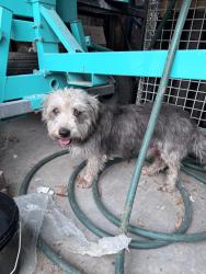 Found/Stray Male Dog last seen Near Kempwood Drive, Houston, TX, USA, Houston, TX 77080
