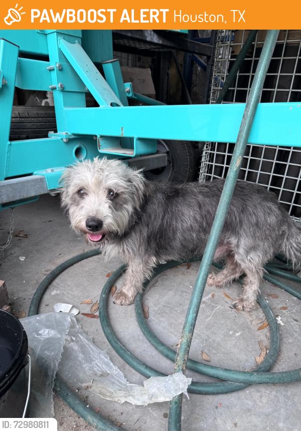 Found/Stray Male Dog last seen Near Kempwood Drive, Houston, TX, USA, Houston, TX 77080