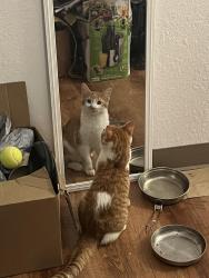 Lost Male Cat last seen 17th St SW, near Southern Blvd, Rio Rancho, NM 87124