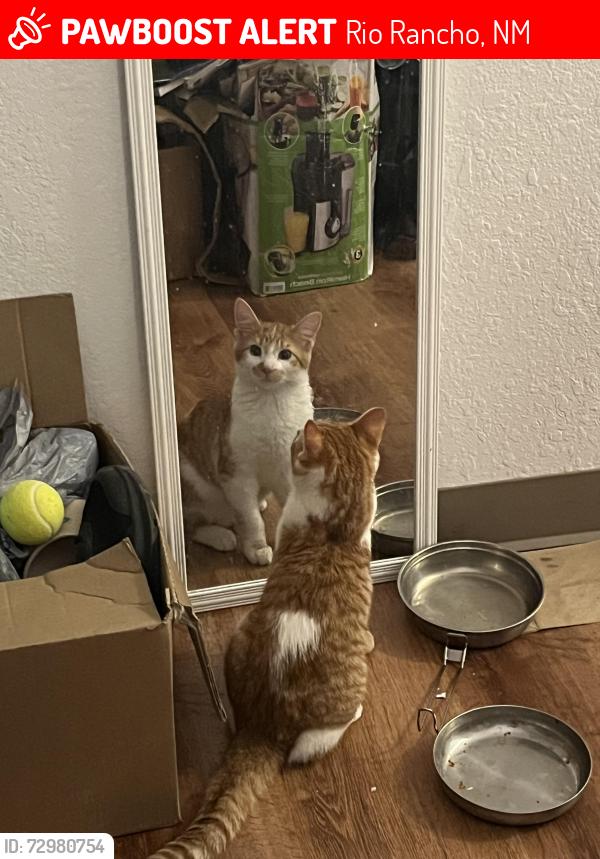 Lost Male Cat last seen 17th St SW, near Southern Blvd, Rio Rancho, NM 87124