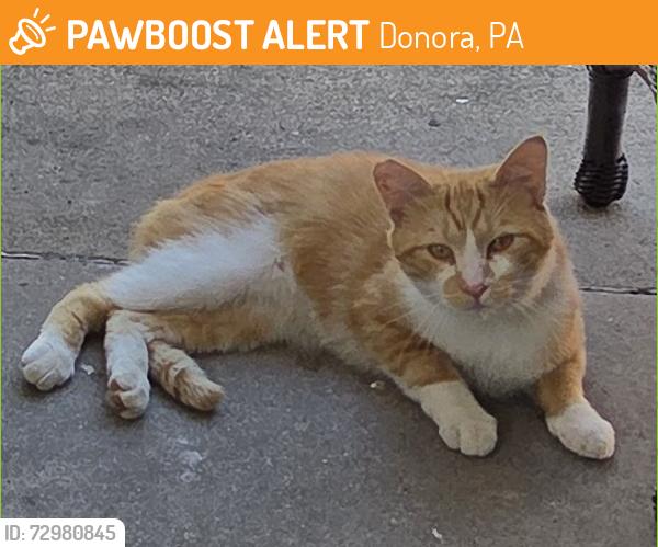Found/Stray Male Cat last seen Castner ave., Donora, PA 15033
