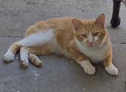 Found/Stray Male Cat last seen Castner ave., Donora, PA 15033