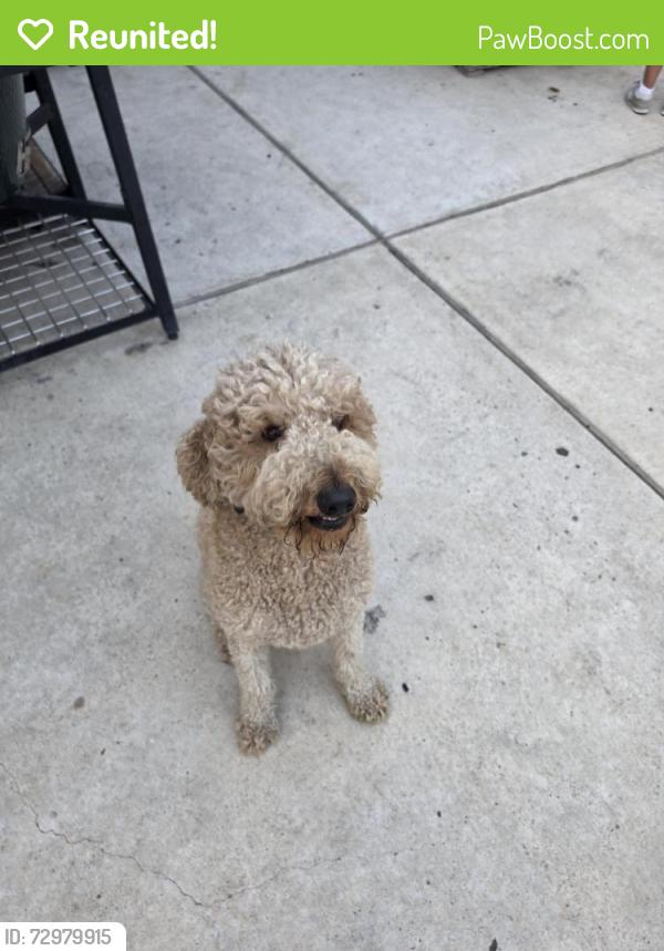 Reunited Male Dog last seen Near Tres Lagos Blvd, McAllen, TX 78504, McAllen, TX 78504