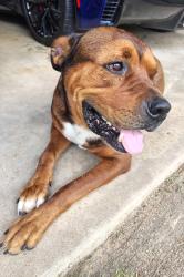 Found/Stray Male Dog last seen CR 409 & 916 GRANDVIEW, TX, Johnson County, TX 76050