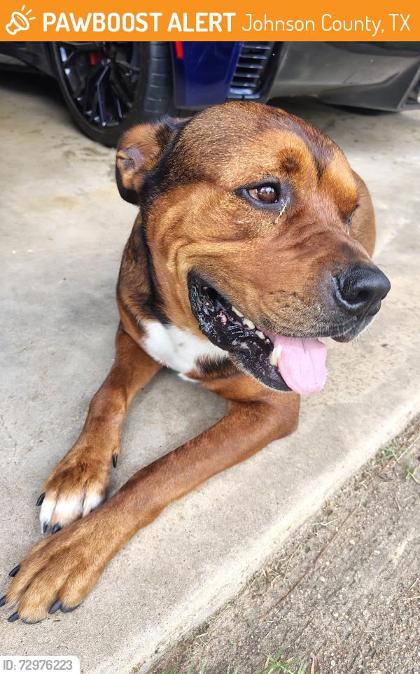 Found/Stray Male Dog last seen CR 409 & 916 GRANDVIEW, TX, Johnson County, TX 76050