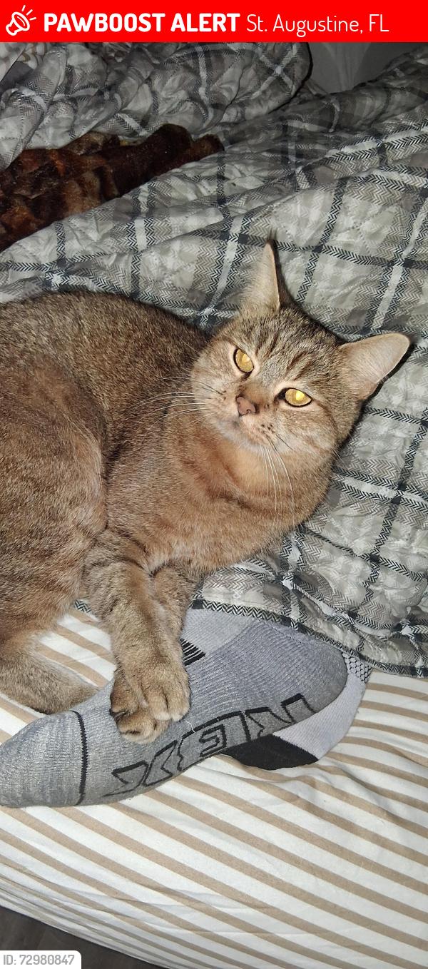 Lost Male Cat last seen Near US-1 S, St. Augustine, FL 32086