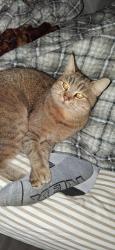 Lost Male Cat last seen Near US-1 S, St. Augustine, FL 32086