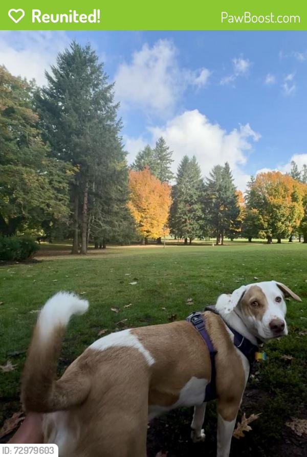 Reunited Female Dog last seen SE Bell and Johnson Creek Ave, Portland OR, Portland, OR 97206