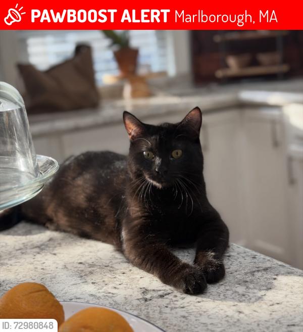 Lost Female Cat last seen Winthrop st, Gay st, W Main st, Ellis ave, Marlborough, MA 01752