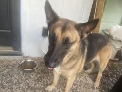 Found/Stray Female Dog last seen Thistlecroft & Laurel Heights, Houston, TX 77084