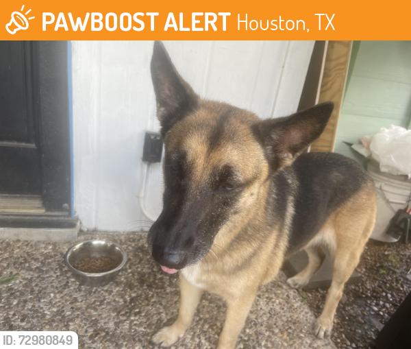 Found/Stray Female Dog last seen Thistlecroft & Laurel Heights, Houston, TX 77084
