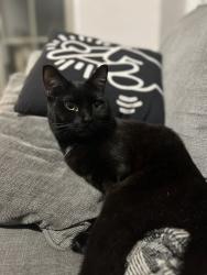 Reunited Female Cat last seen On Bristol st between Cardinal Medeiros and Webster Ave, Cambridge, MA 02141