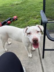 Reunited Female Dog last seen Between Gricklade Dr & Barvas St, Charlotte, NC 28262