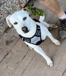 Reunited Male Dog last seen Cherry Valley Blvd; Singleton Road, Calimesa, CA 92320