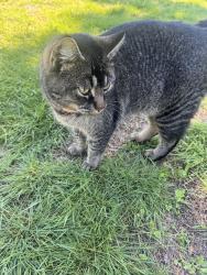 Found/Stray Unknown Cat last seen In the small circle right where the overlook is, Portland, ME 04102