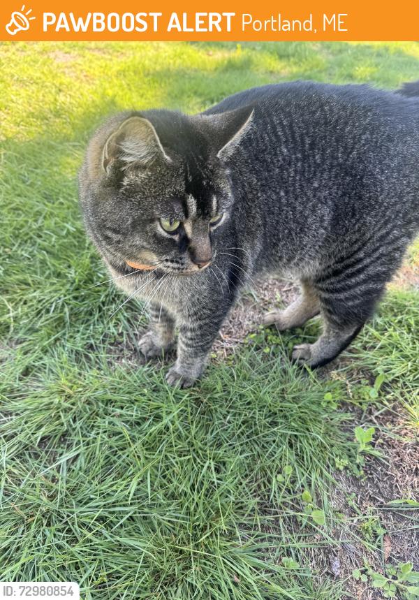 Found/Stray Unknown Cat last seen In the small circle right where the overlook is, Portland, ME 04102