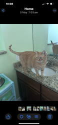 Lost Male Cat last seen Palm Bay Road, Palm Bay, FL 32907