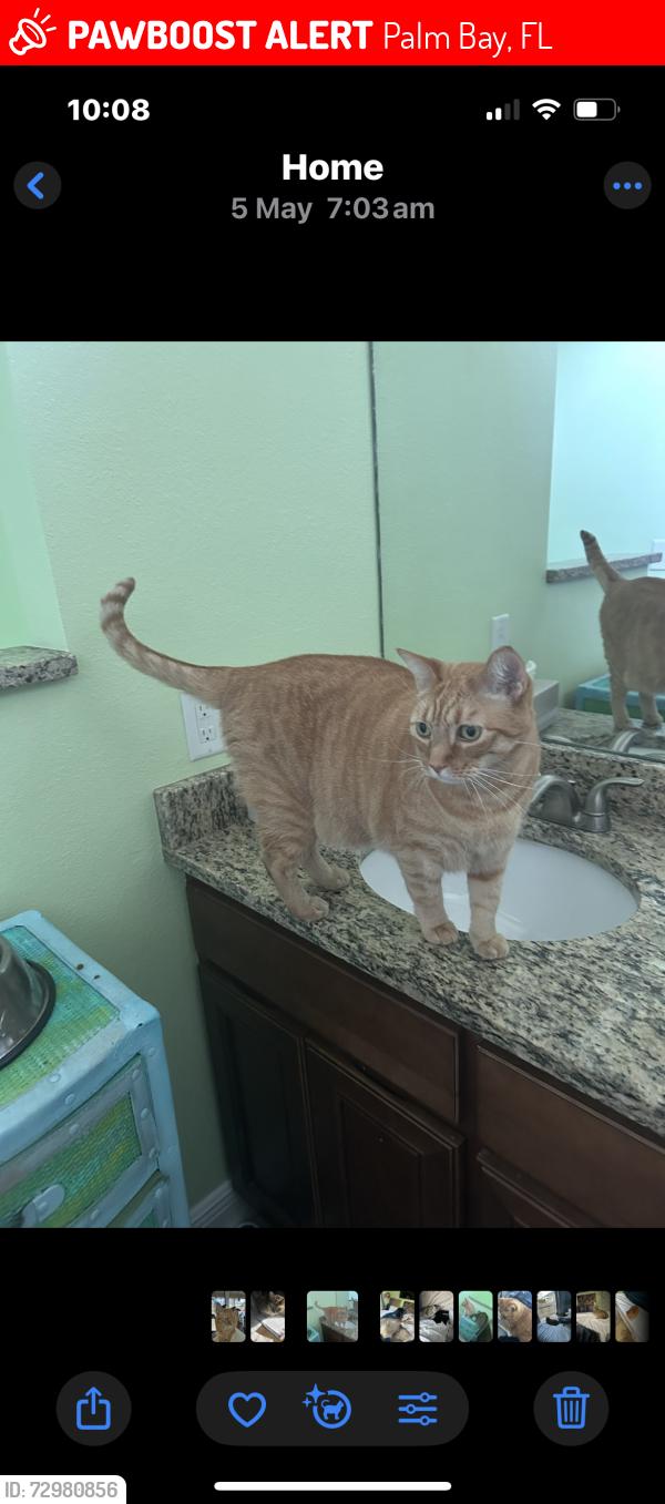 Lost Male Cat last seen Palm Bay Road, Palm Bay, FL 32907