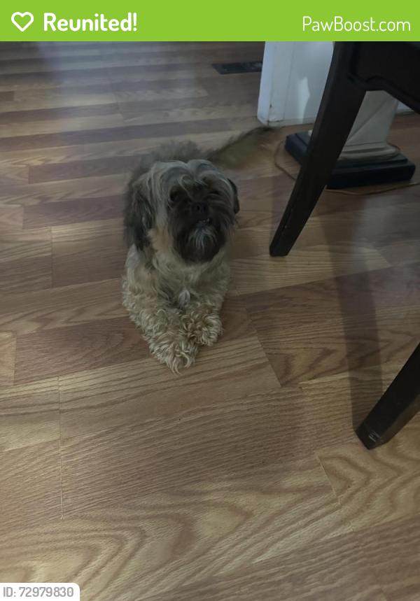 Reunited Female Dog last seen spring hill florida, Spring Hill, FL 34610