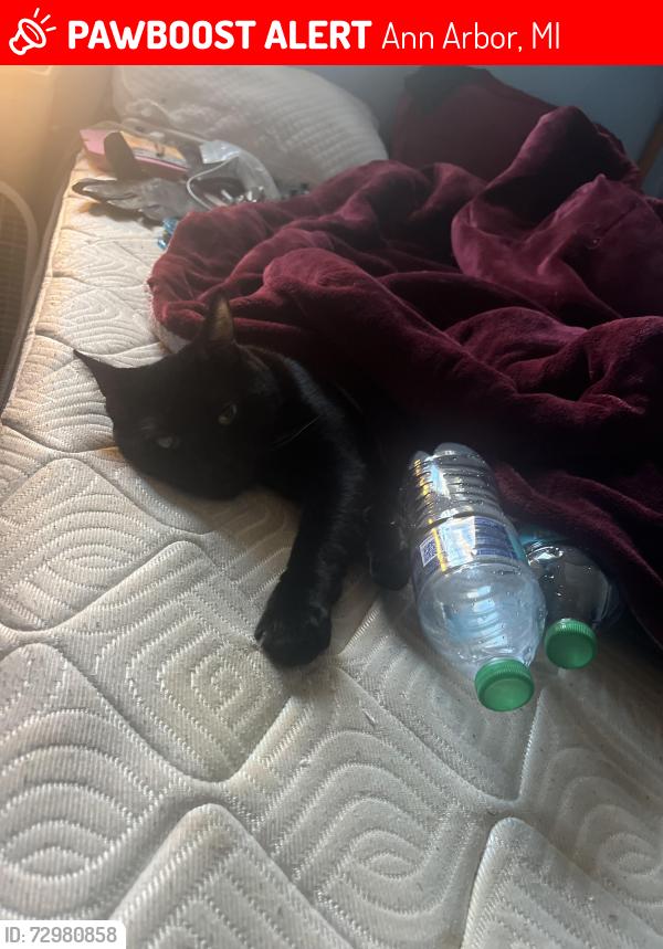 Lost Male Cat last seen Near Lorraine st., Ann Arbor, MI 48108