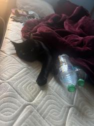 Lost Male Cat last seen Near Lorraine st., Ann Arbor, MI 48108