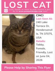 Lost Female Cat last seen Lake Terrace on indian lake peninsula , Hendersonville, TN 37075