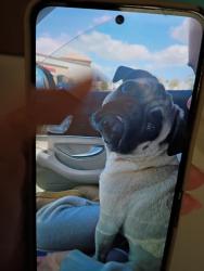 Lost Male Dog last seen Hostile divorce reliquush registered as an emotional support animal , Costa Mesa, CA 92626