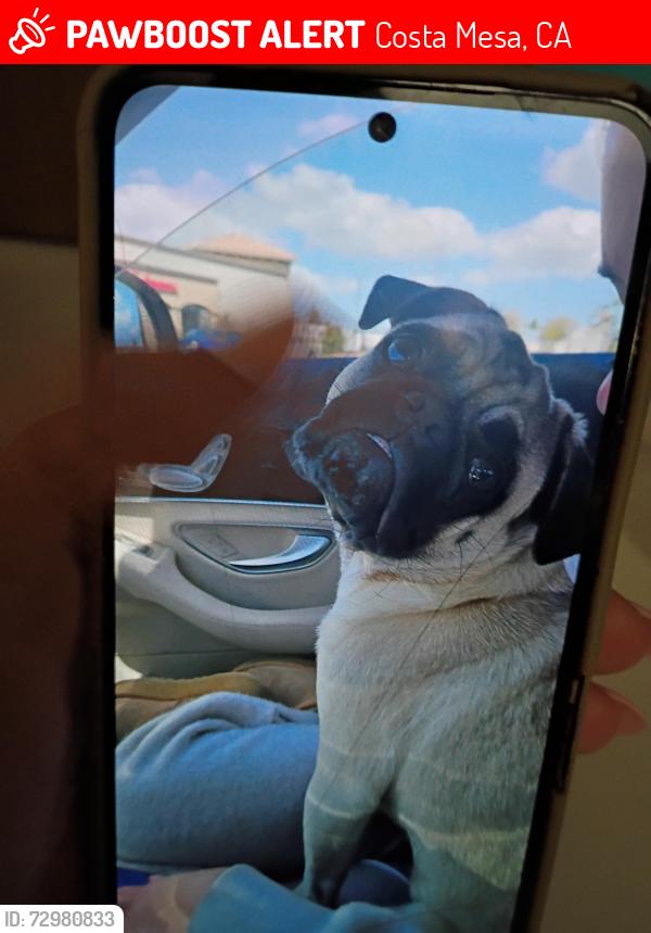 Lost Male Dog last seen Hostile divorce reliquush registered as an emotional support animal , Costa Mesa, CA 92626