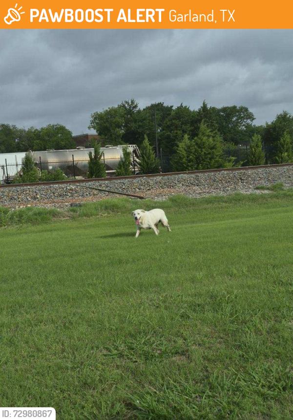 Found/Stray Unknown Dog last seen Rail Road, Garland, TX 75040