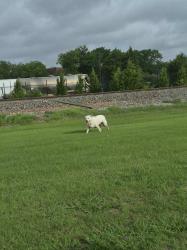 Found/Stray Unknown Dog last seen Rail Road, Garland, TX 75040