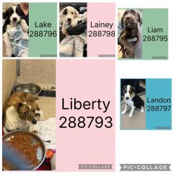 Shelter Stray Female Dog last seen LIBERTY CHURCH RD, Macon, GA 31216