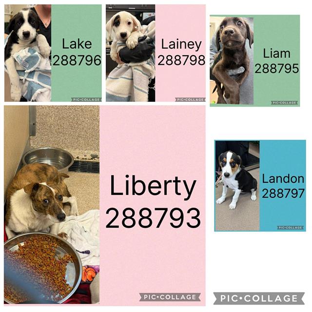 Shelter Stray Female Dog last seen LIBERTY CHURCH RD, Macon, GA 31216