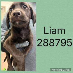 Shelter Stray Male Dog last seen LIBERTY CHURCH RD, Macon, GA 31216