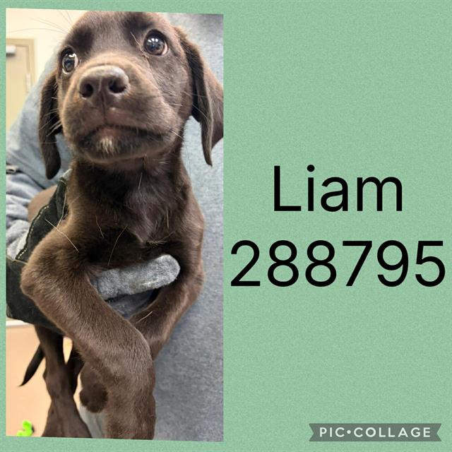 Shelter Stray Male Dog last seen LIBERTY CHURCH RD, Macon, GA 31216