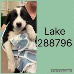 Shelter Stray Male Dog last seen LIBERTY CHURCH RD, Macon, GA 31216
