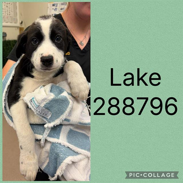 Shelter Stray Male Dog last seen LIBERTY CHURCH RD, Macon, GA 31216