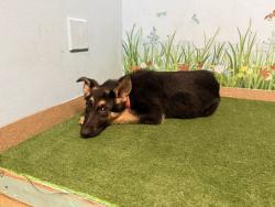 Shelter Stray Female Dog last seen , 38550 Sierra Hwy, Palmdale, CA 93550, USA