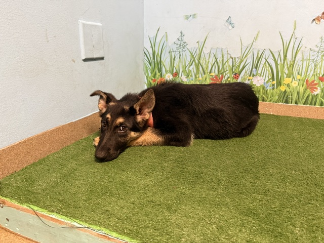 Shelter Stray Female Dog last seen , 38550 Sierra Hwy, Palmdale, CA 93550, USA
