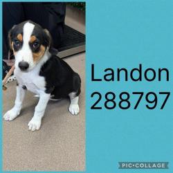 Shelter Stray Male Dog last seen LIBERTY CHURCH RD, Macon, GA 31216